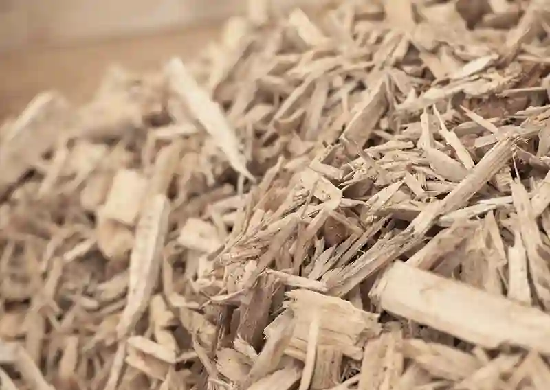 biomasse forestière