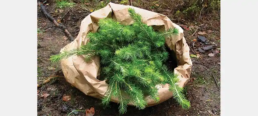 Stora Enso et l’UICN unissent science et foresterie durable