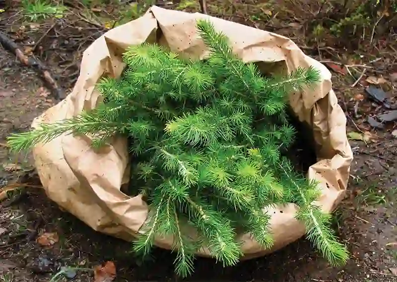 Stora Enso et l’UICN unissent science et foresterie durable