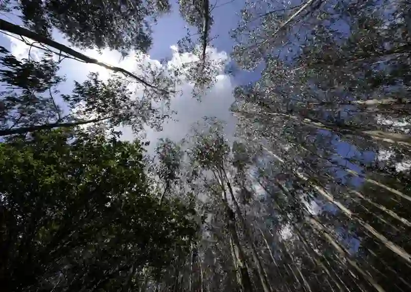 Canopée d’une plantation d’eucalyptus vue depuis le sol