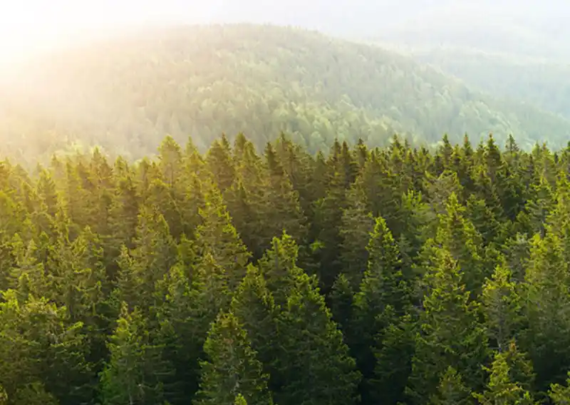 L’AF&PA exhorte l’UE à revoir le règlement EUDR