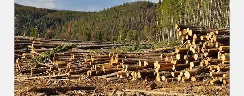 Le Canada investit pour renforcer son secteur forestier