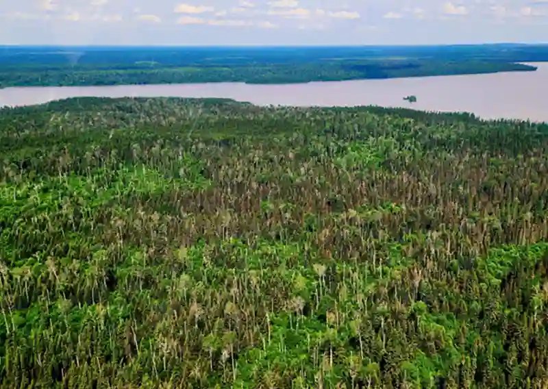 L’épidémie de tordeuse atteint 17,6 M ha au Québec en 2025