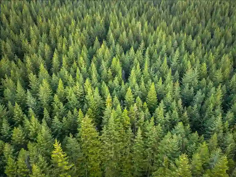 L’APFC célèbre l’excellence en foresterie canadienne