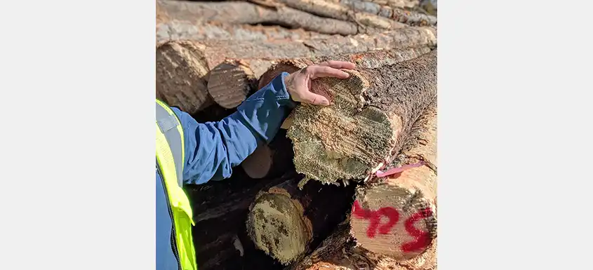 les marchés de la fibre de bois