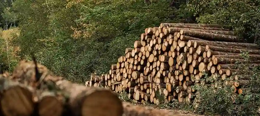 Billes de bois issues d’opérations forestières au Canada