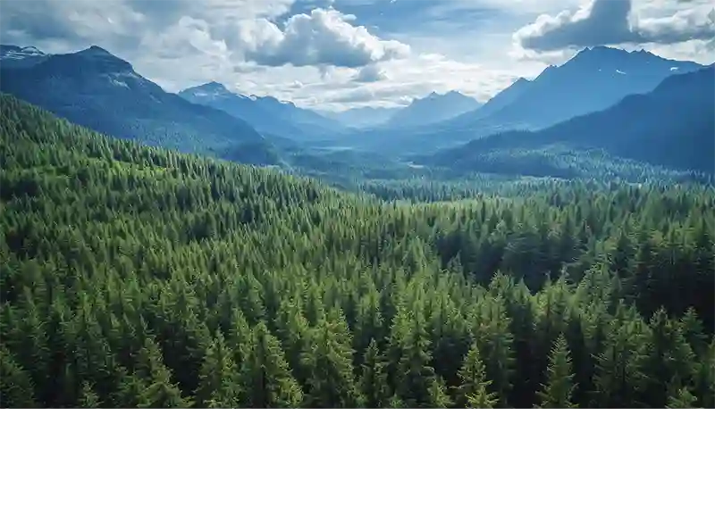 Forêt canadienne en région montagneuse illustrant le secteur forestier et ses enjeux économiques