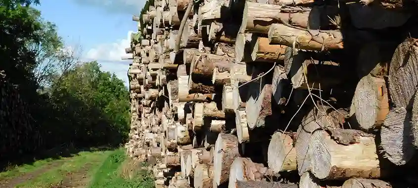 industrie forestière