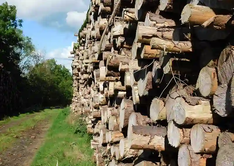 industrie forestière